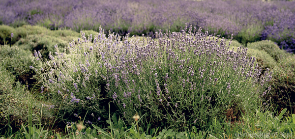 Lavender fields // Fotografia podróżnicza, travel photography // Uśmiech proszę! Fotografia // usmiechprosze.pl